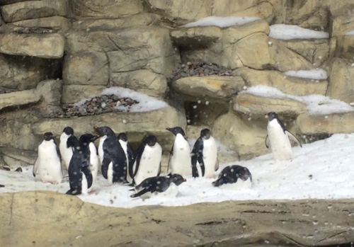 丹佛斯为墨西哥动物园企鹅打造舒适新家