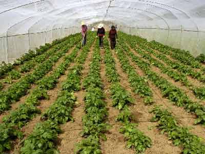 发改委:新西部开发政策研究制定中(图)