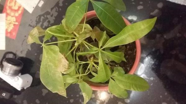 家里的这种情况 暗示甲醛已经超标!